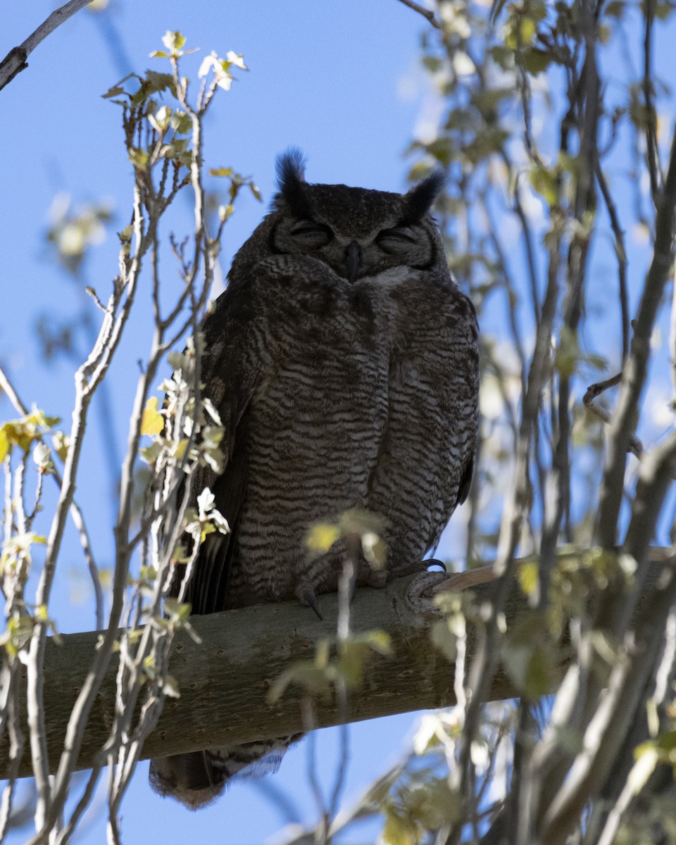 Lesser Horned Owl - ML608759809