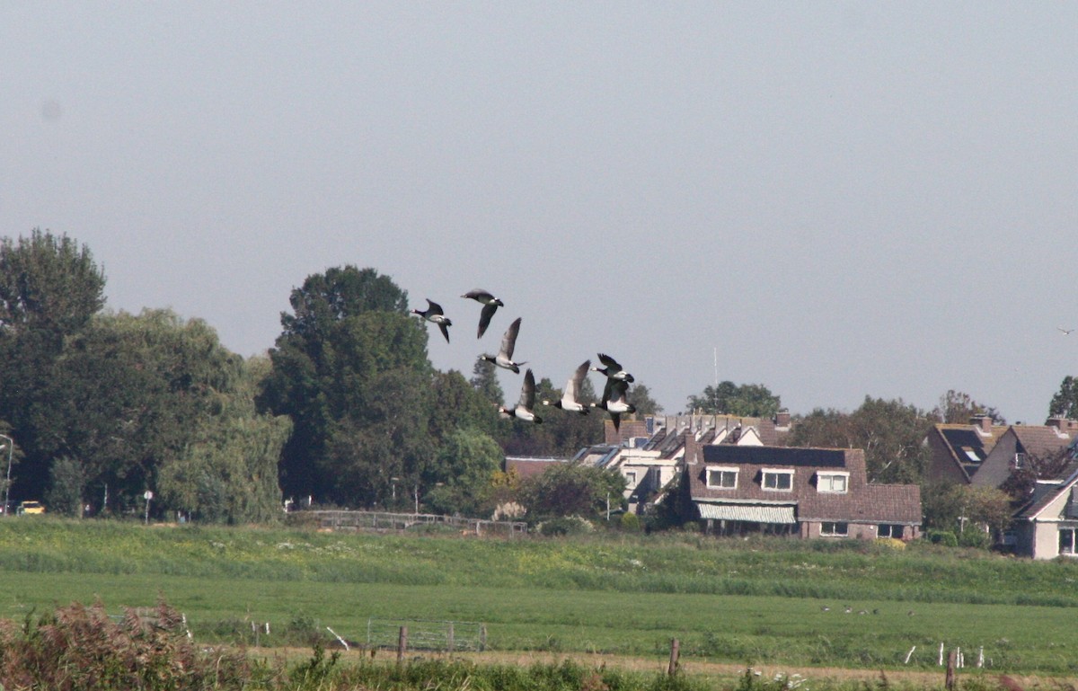 Barnacle Goose - ML608759829