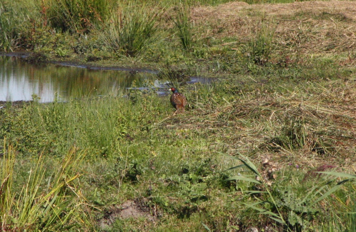 Ring-necked Pheasant - ML608759842
