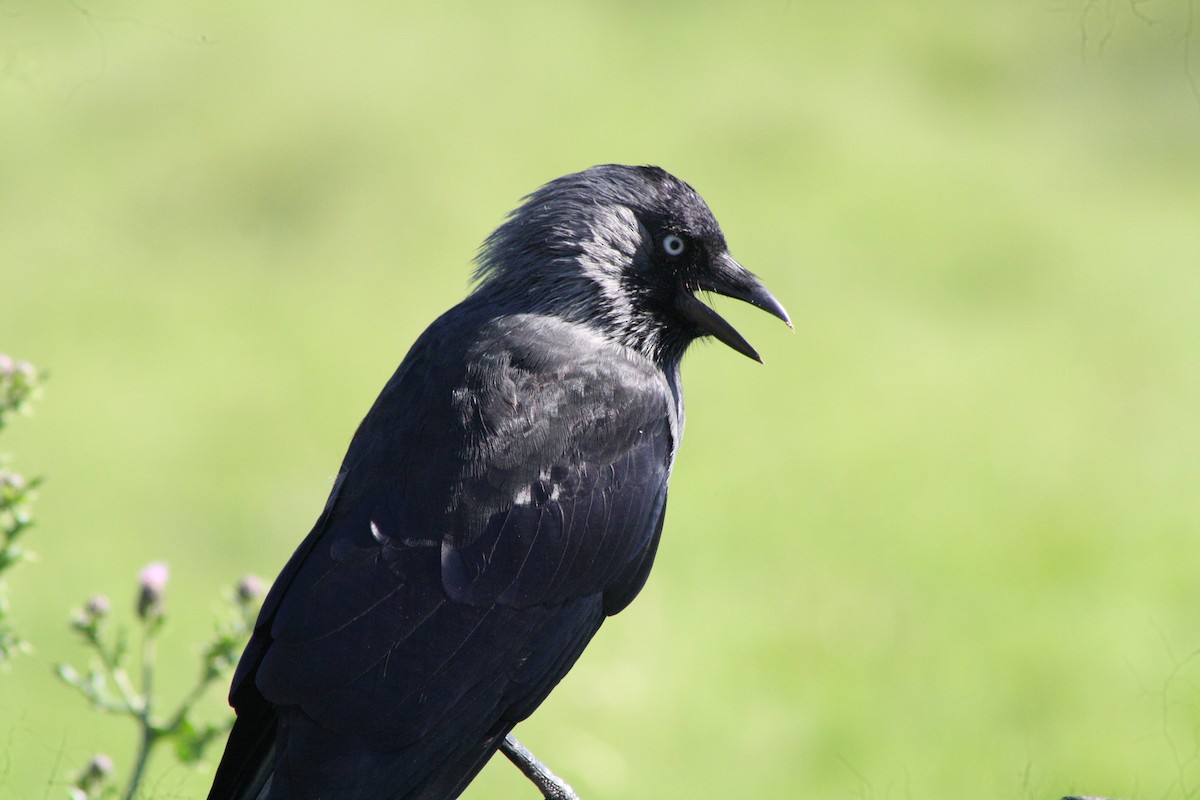 Eurasian Jackdaw - ML608759860