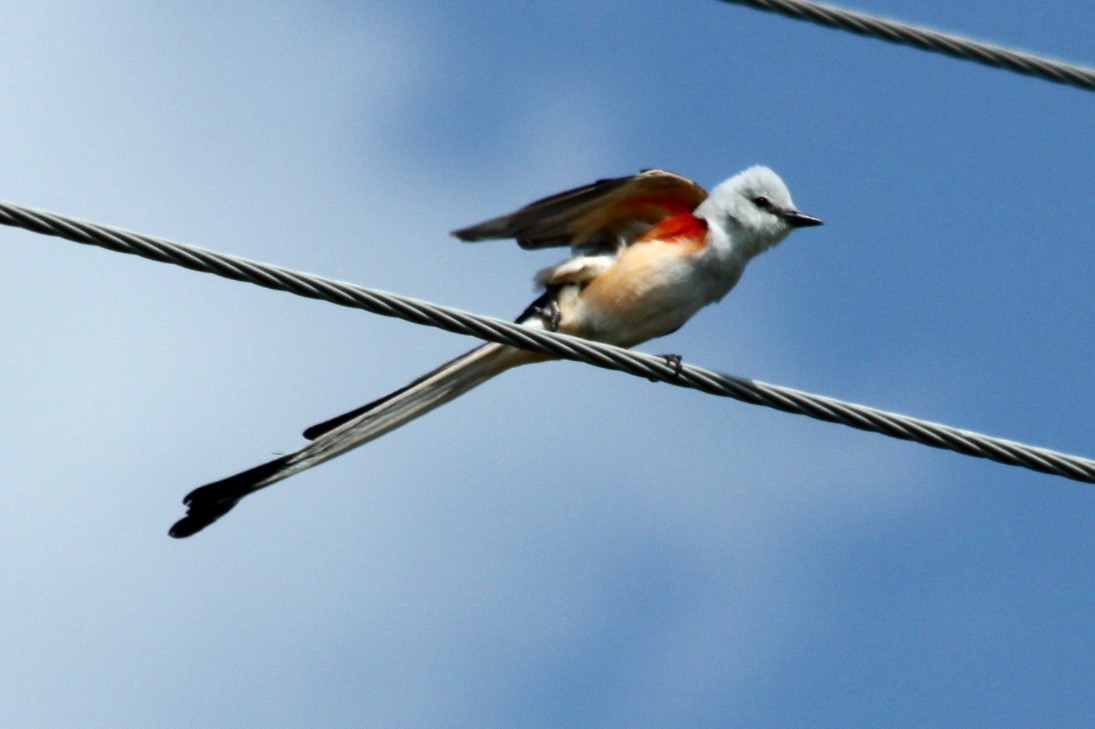 Scissor-tailed Flycatcher - ML608759878