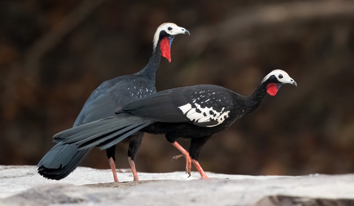 Red-throated Piping-Guan - ML608759968