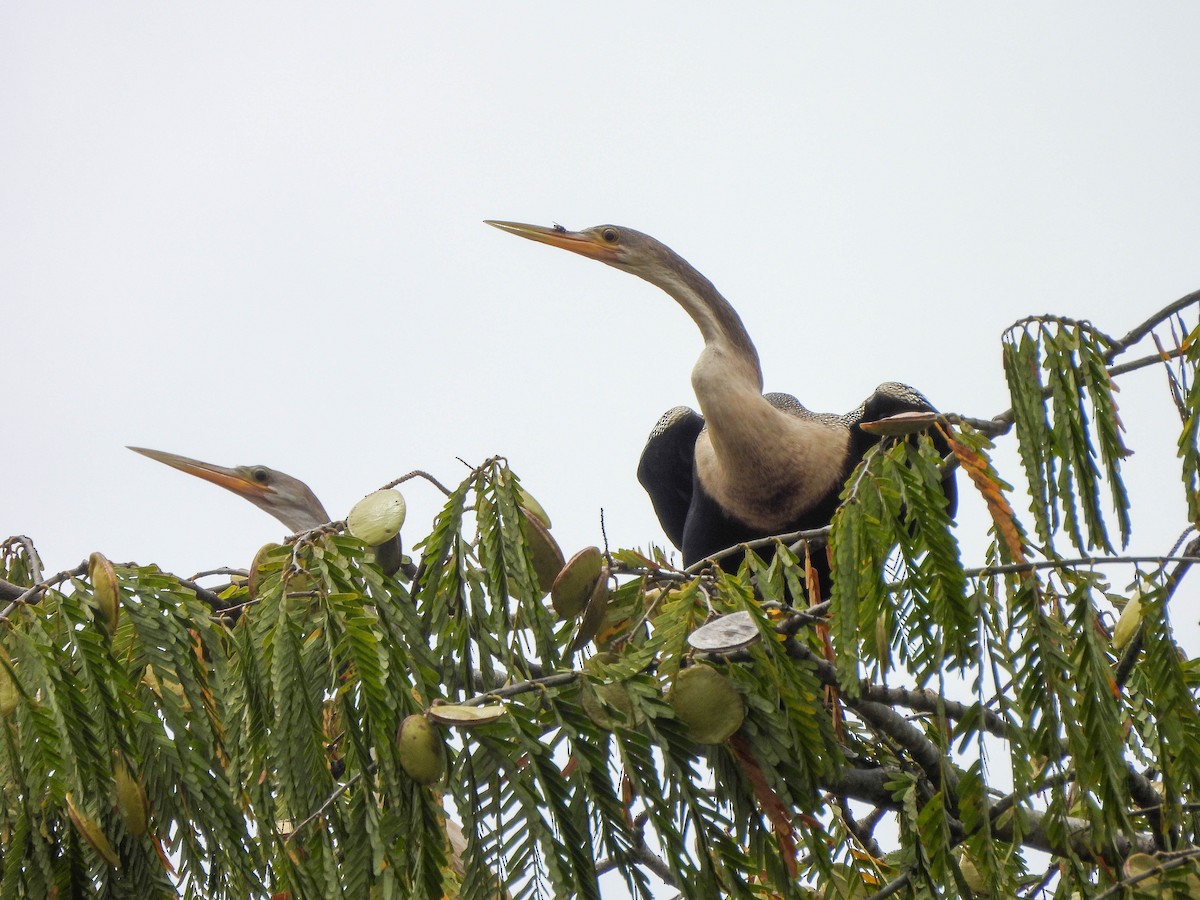 Amerika-Schlangenhalsvogel - ML608760120