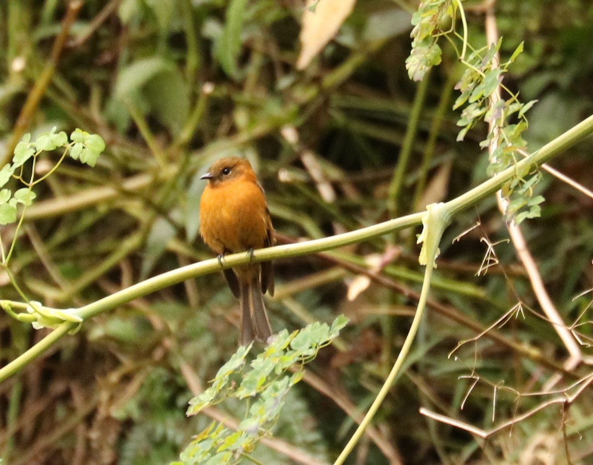 Cinnamon Flycatcher - ML608760176