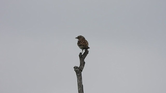 Sabota Lark - ML608760188