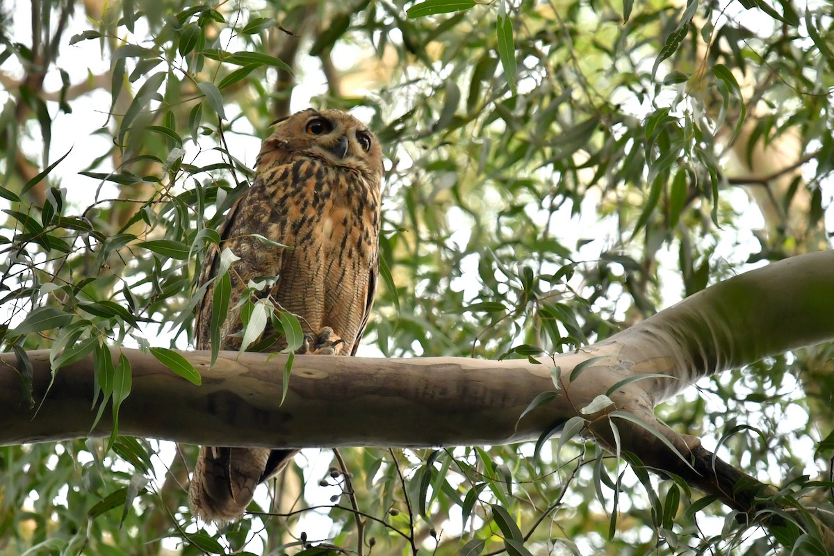 Eurasian Eagle-Owl - Qin Huang