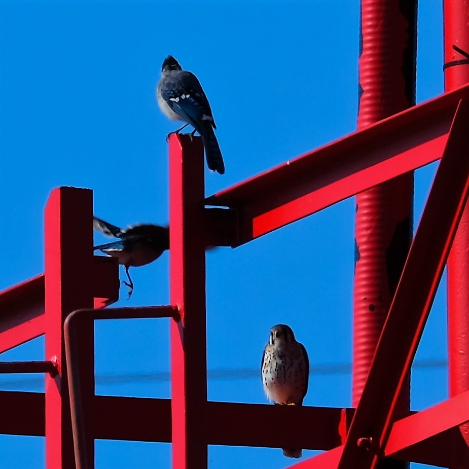 American Kestrel - ML608760254