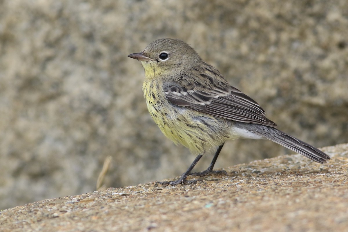 Kirtland's Warbler - ML608760338