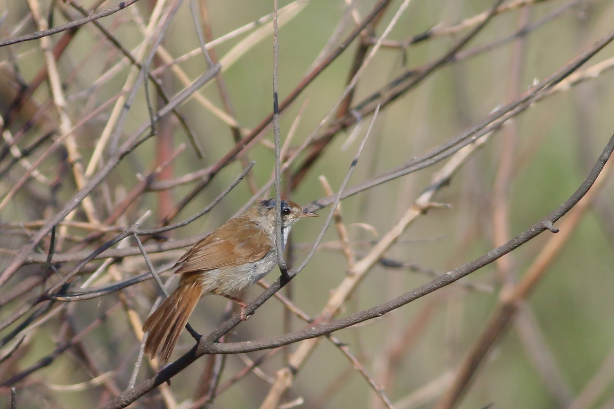 Cetti's Warbler - Jan Andersson