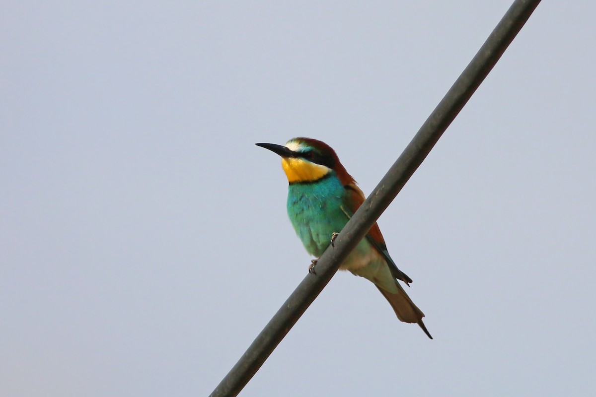 European Bee-eater - ML608760505