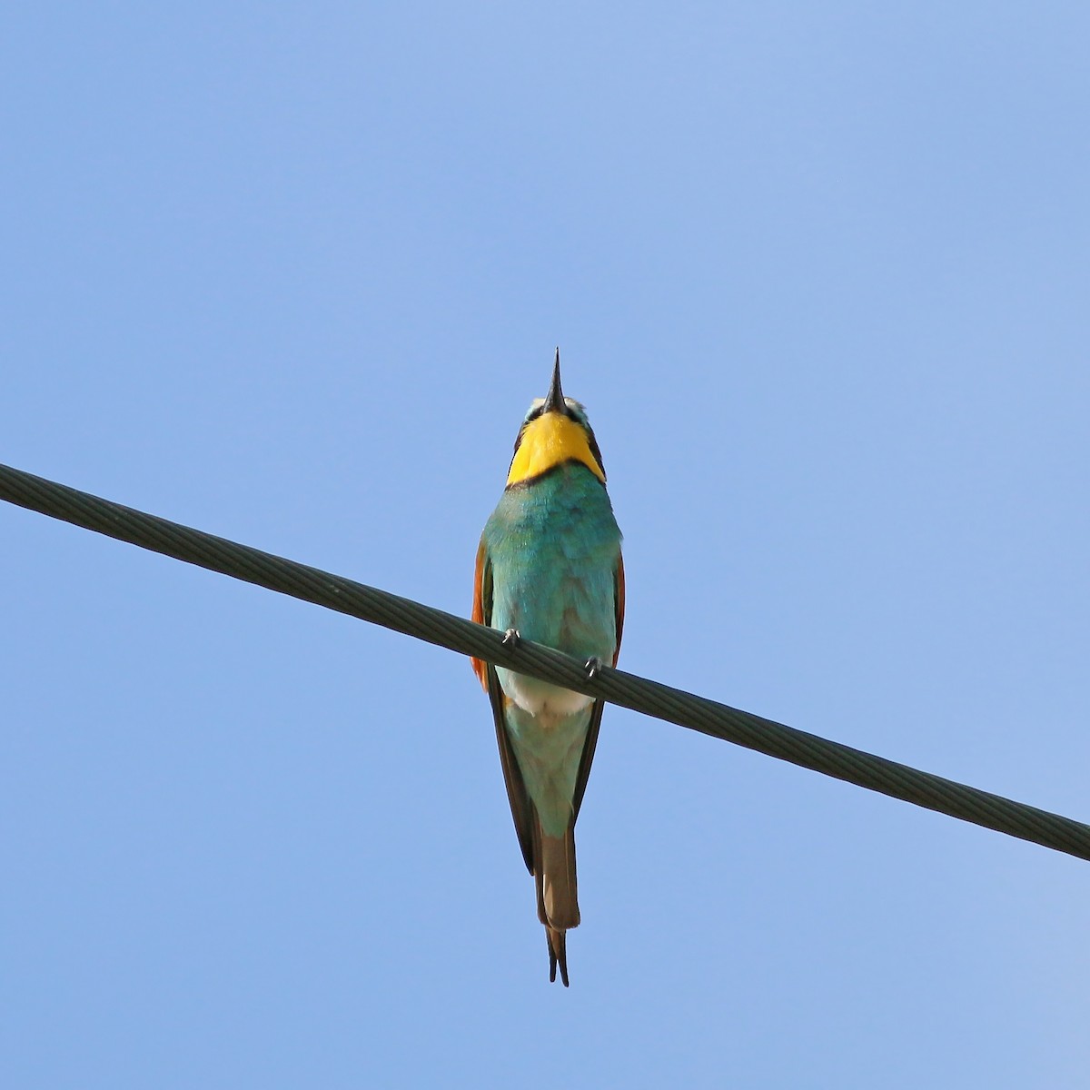 European Bee-eater - ML608760506