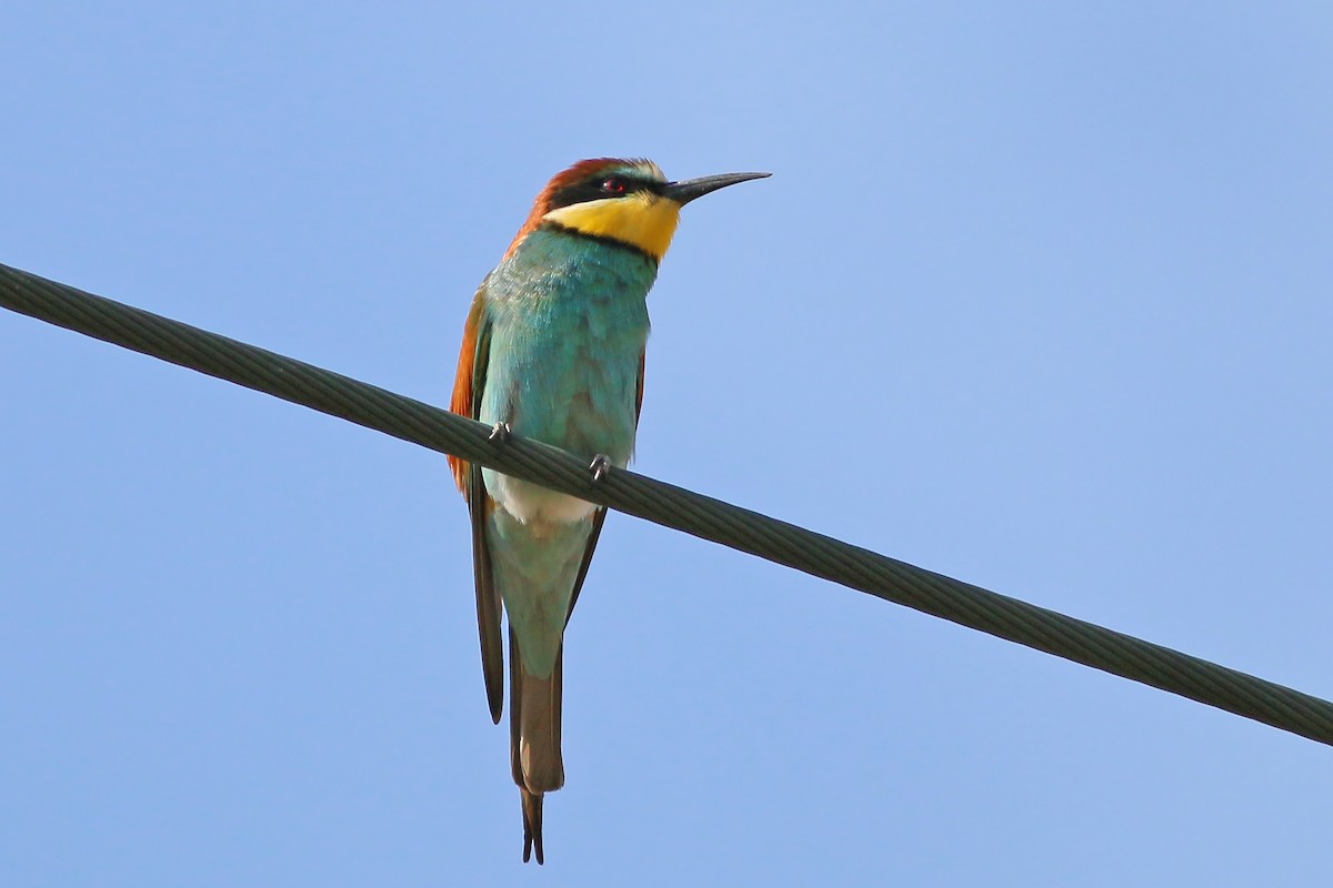 European Bee-eater - ML608760507
