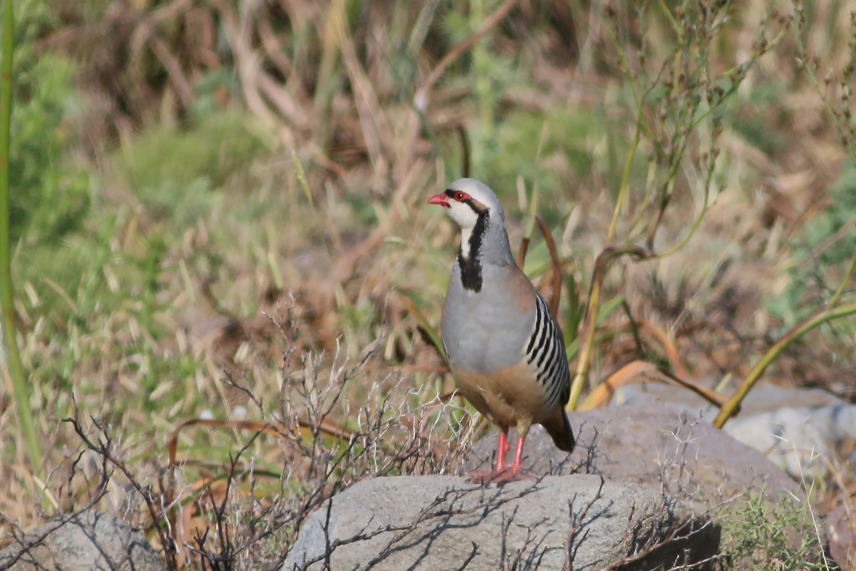 Chukar - ML608760529