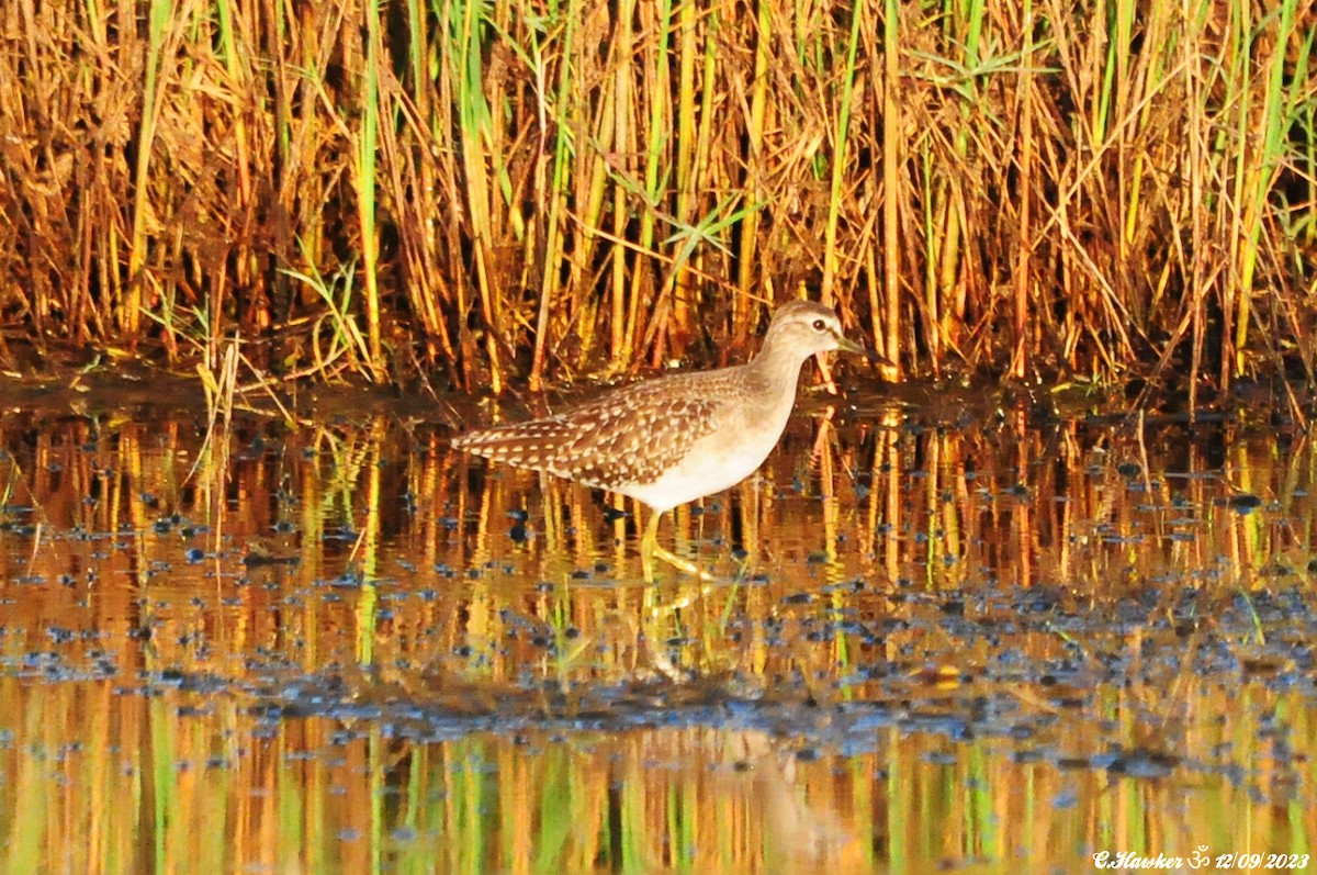 Wood Sandpiper - ML608760602