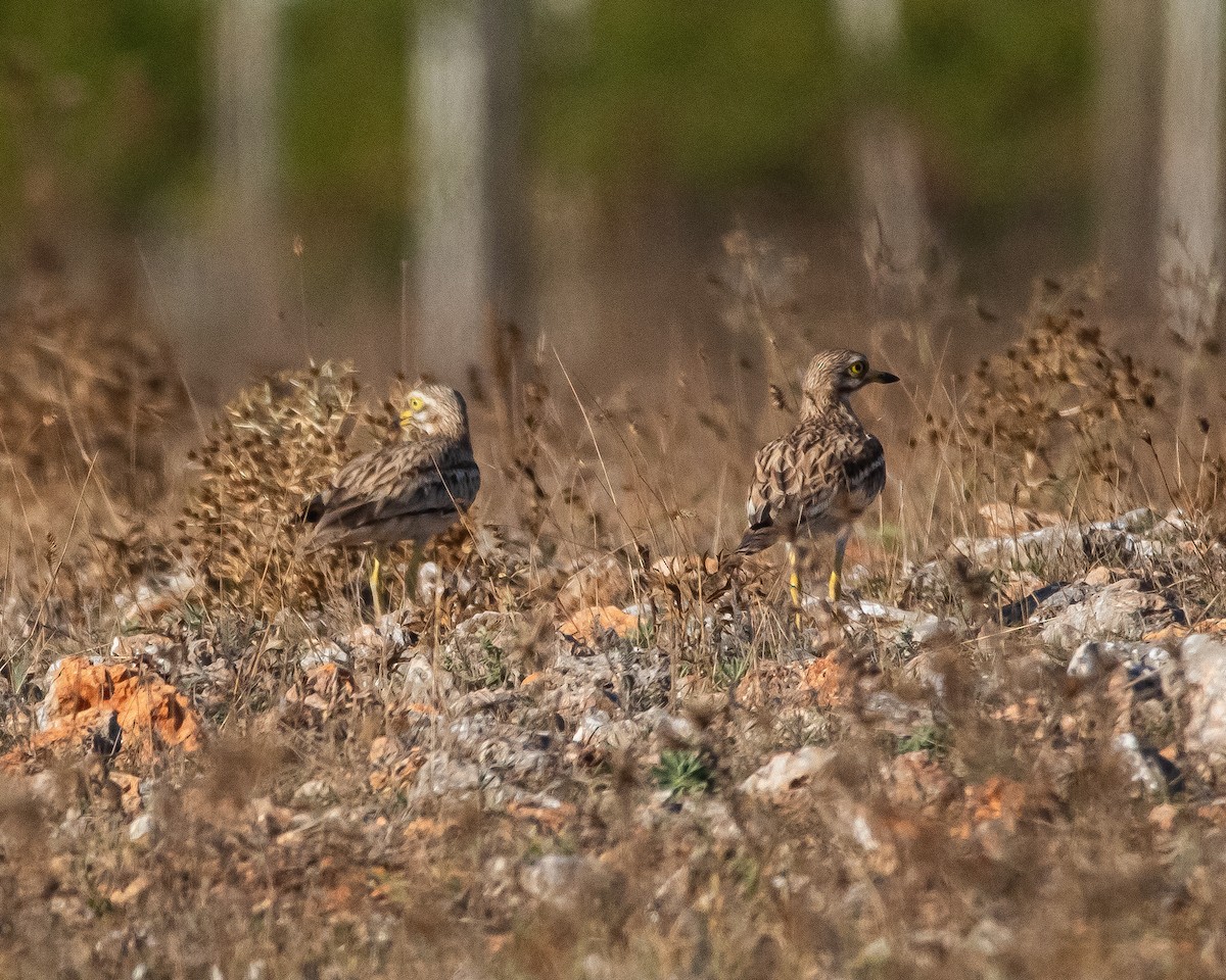 Eurasian Thick-knee - ML608760746