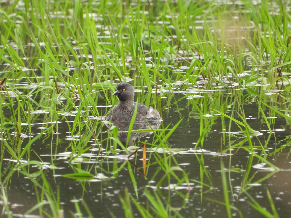 Least Grebe - ML608760787