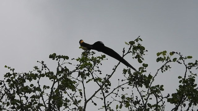 Eastern Paradise-Whydah - ML608760926