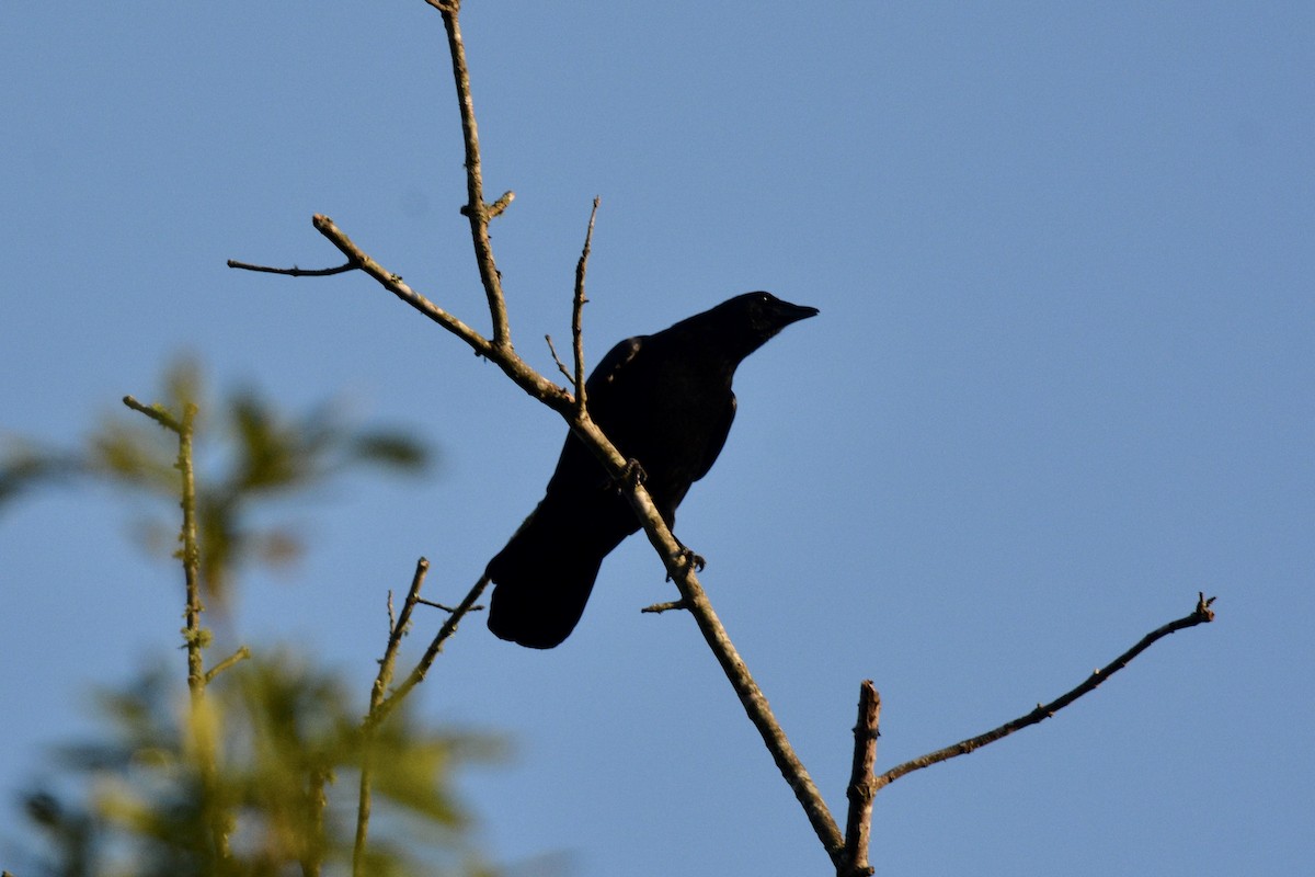 American Crow - ML608760960