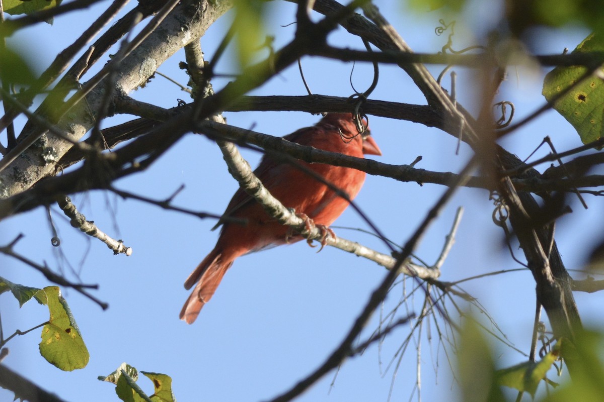 Northern Cardinal - ML608760981