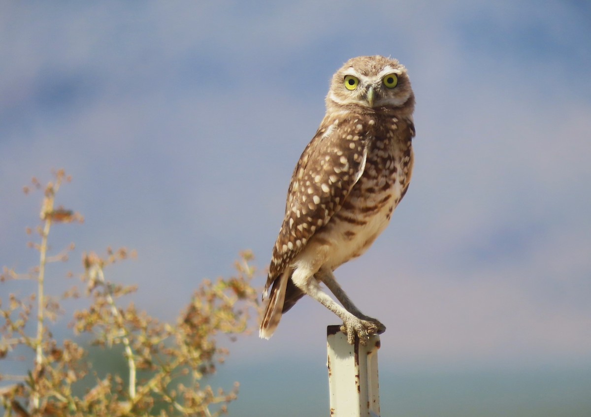 Burrowing Owl - ML608761019