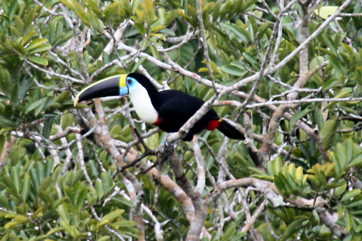 Channel-billed Toucan (Yellow-ridged) - Stephen and Felicia Cook
