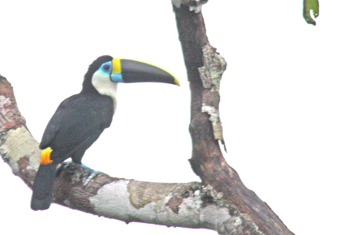 Channel-billed Toucan (Yellow-ridged) - Stephen and Felicia Cook