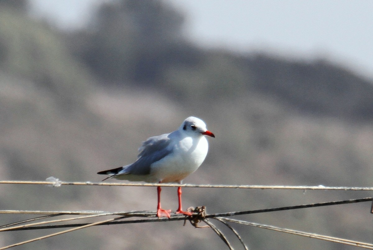 Mouette rieuse - ML608761155