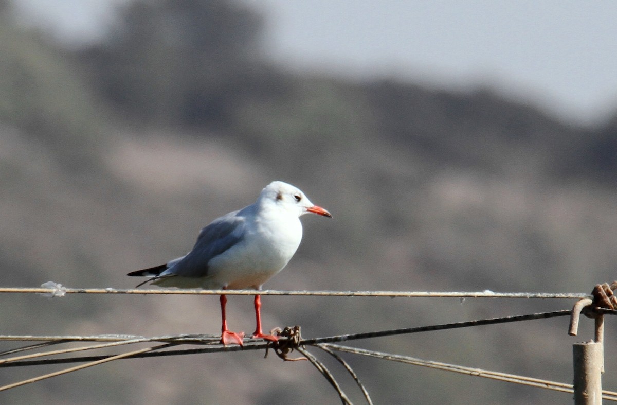 Mouette rieuse - ML608761156