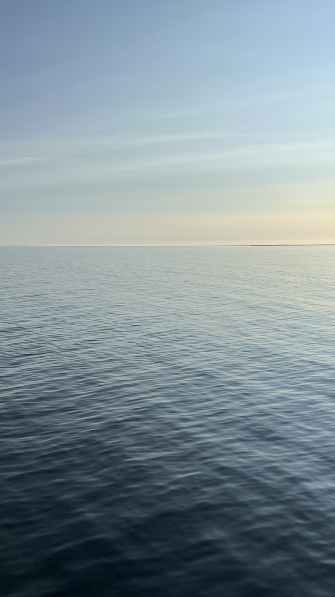 Short-tailed Shearwater - ML608761225