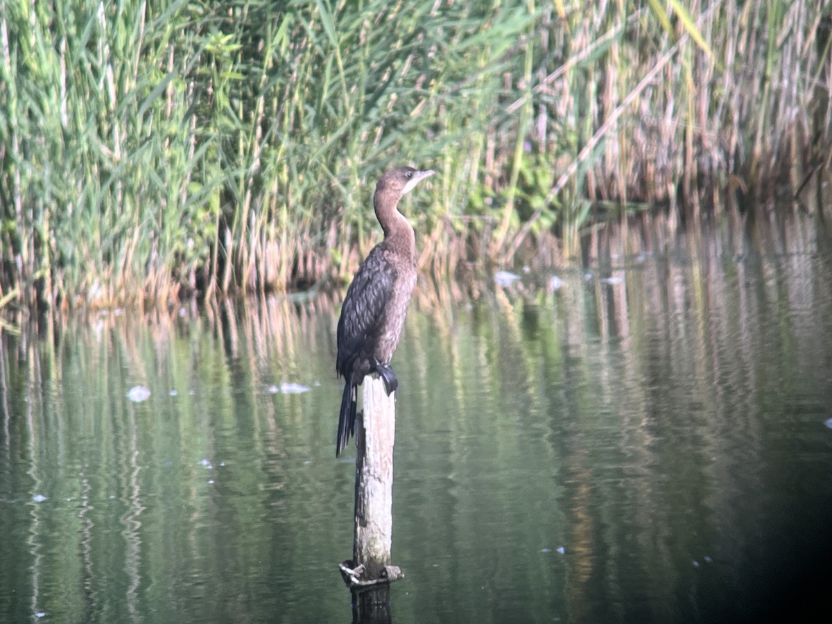 Cormorán Pigmeo - ML608761266