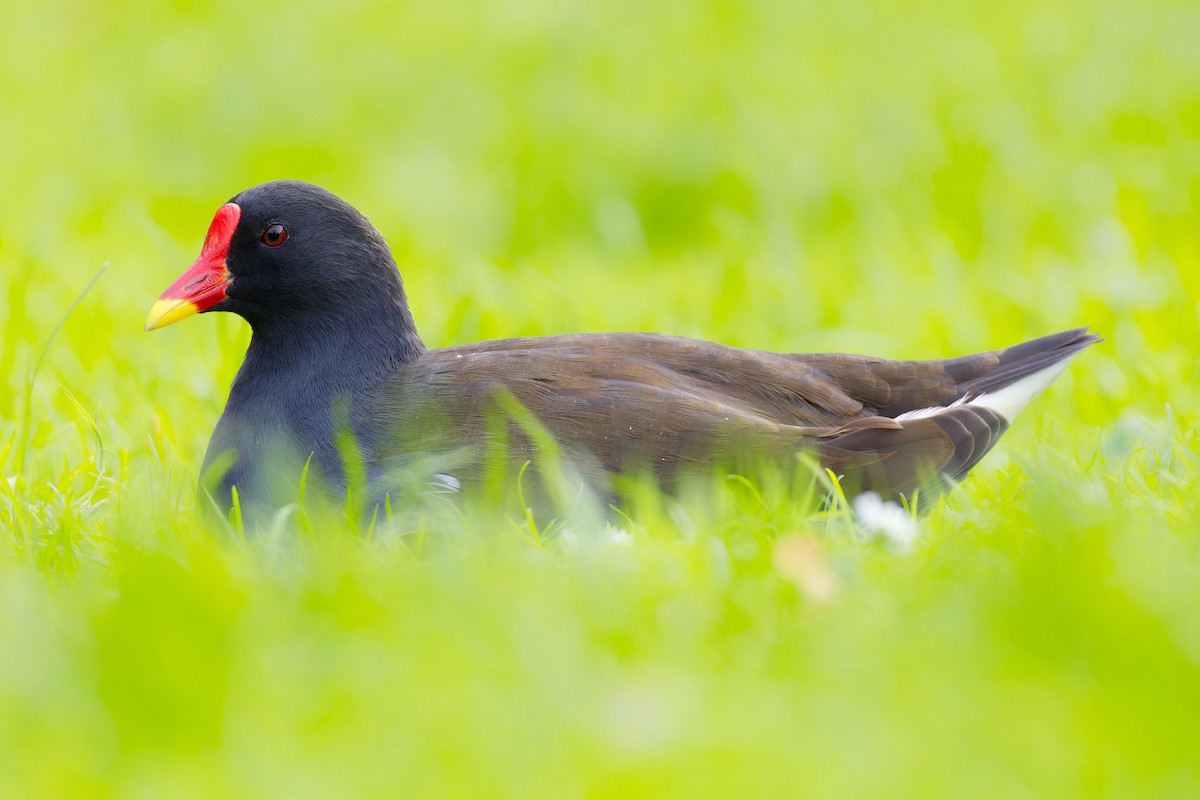 Eurasian Moorhen - ML608761287