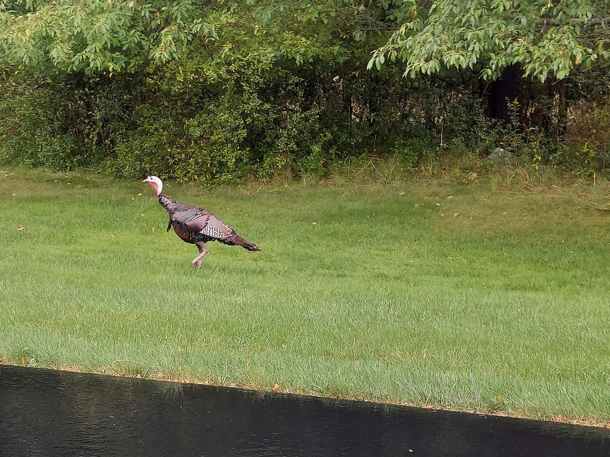 Wild Turkey - ML608761335