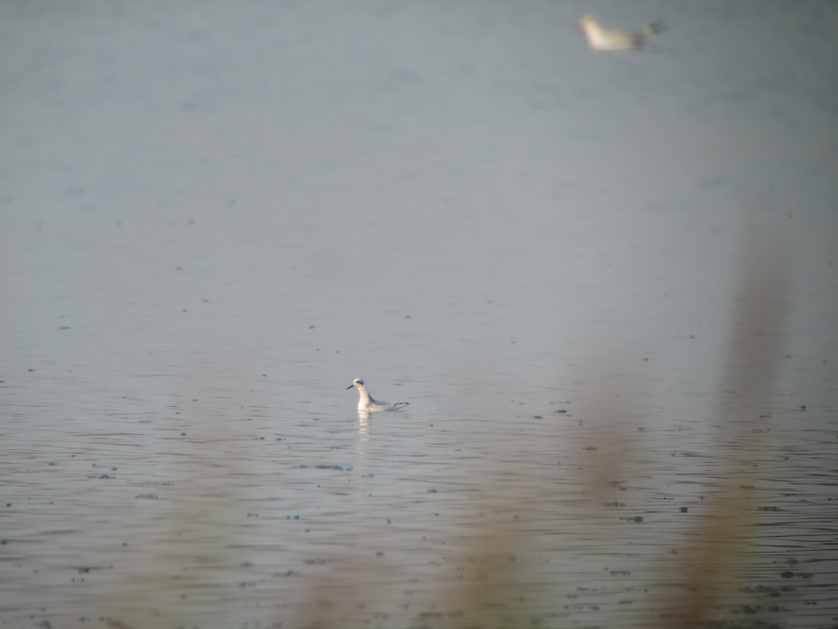 Phalarope à bec large - ML608761336