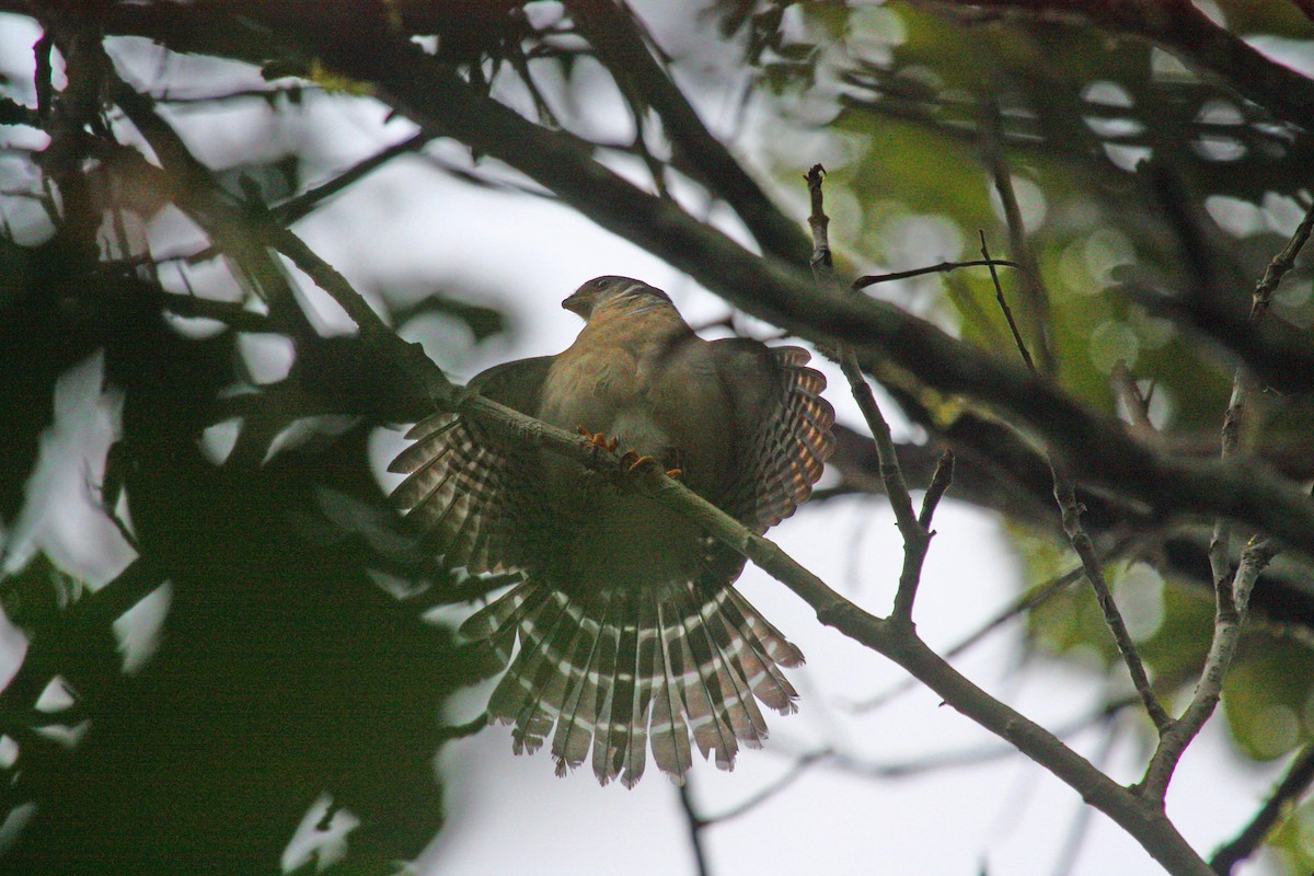 Buckley's Forest-Falcon - ML608761352