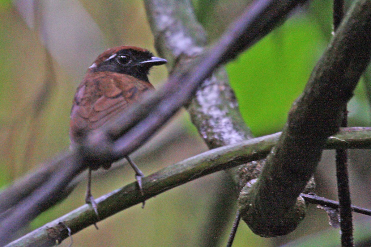 Chestnut-belted Gnateater - ML608761384