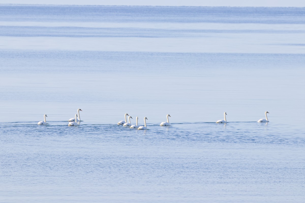 Mute Swan - ML608761458