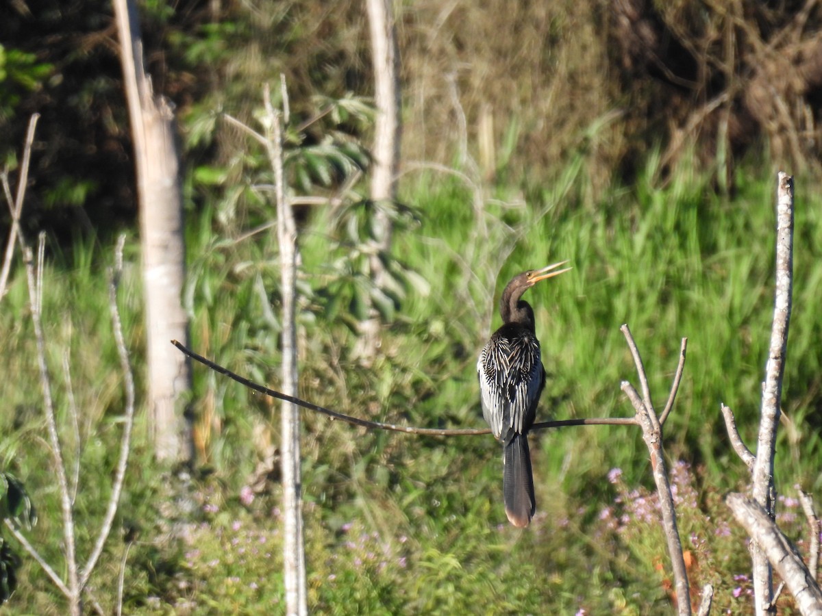 Anhinga - WILLIAM MACIEL