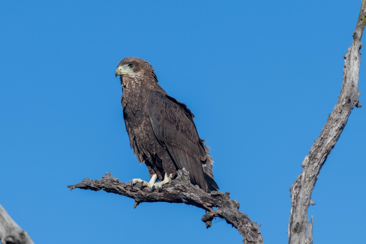 Águila Volatinera - ML608761681