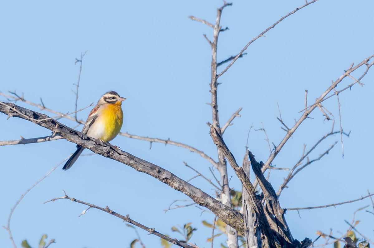 Golden-breasted Bunting - ML608761685