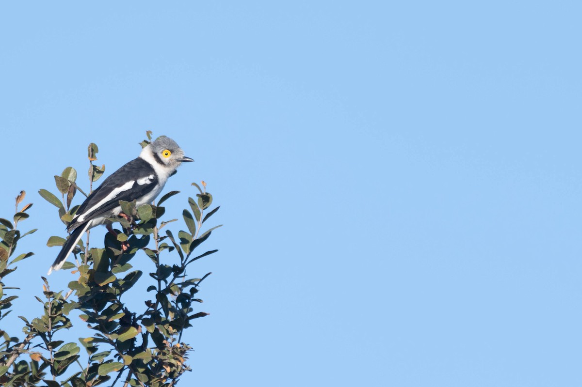 White Helmetshrike (Yellow-eyed) - ML608761686