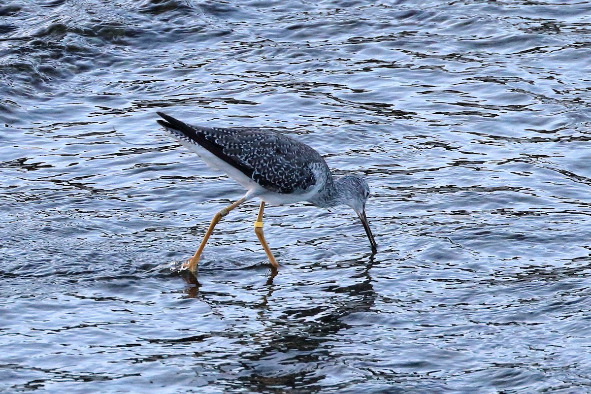 Greater Yellowlegs - ML608761781