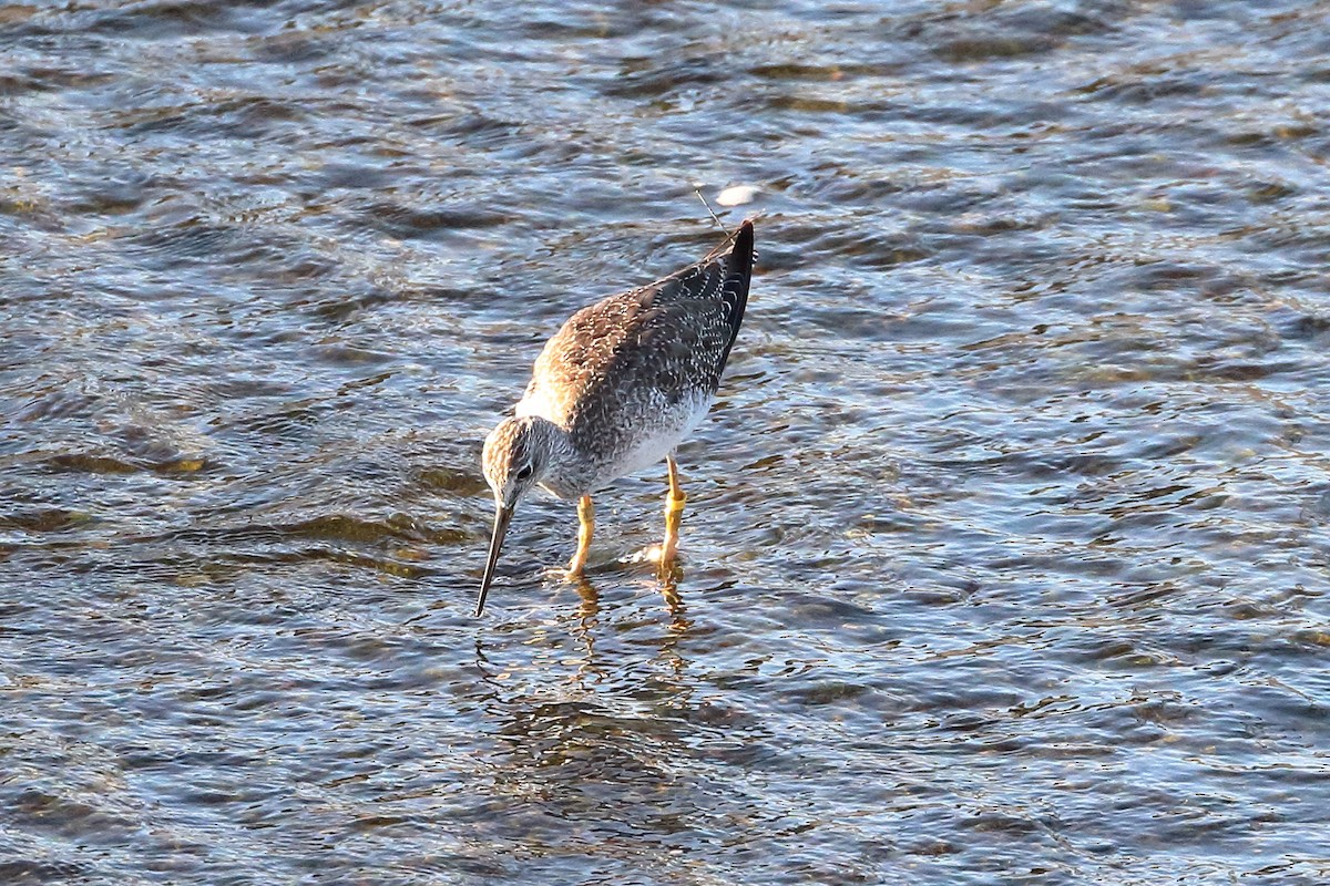 Greater Yellowlegs - ML608761865