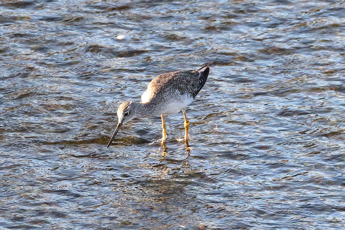 Greater Yellowlegs - ML608761880