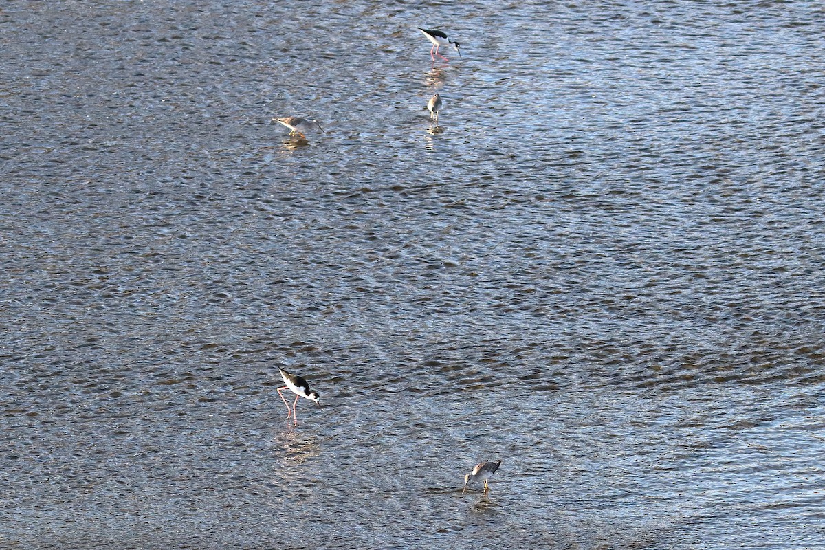 Greater Yellowlegs - Jeffrey Fenwick