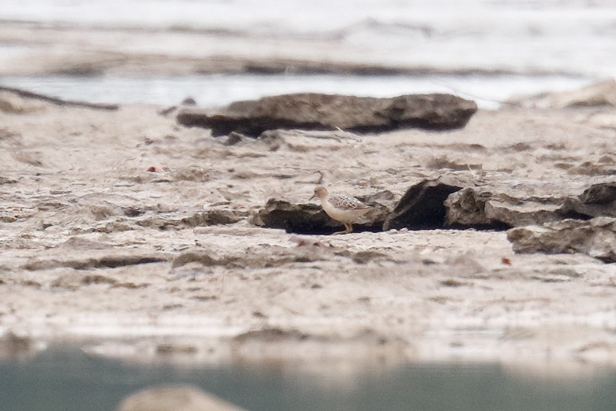 Buff-breasted Sandpiper - ML608762025