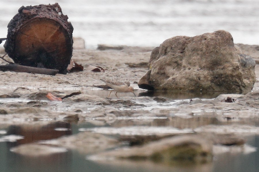 Buff-breasted Sandpiper - ML608762029