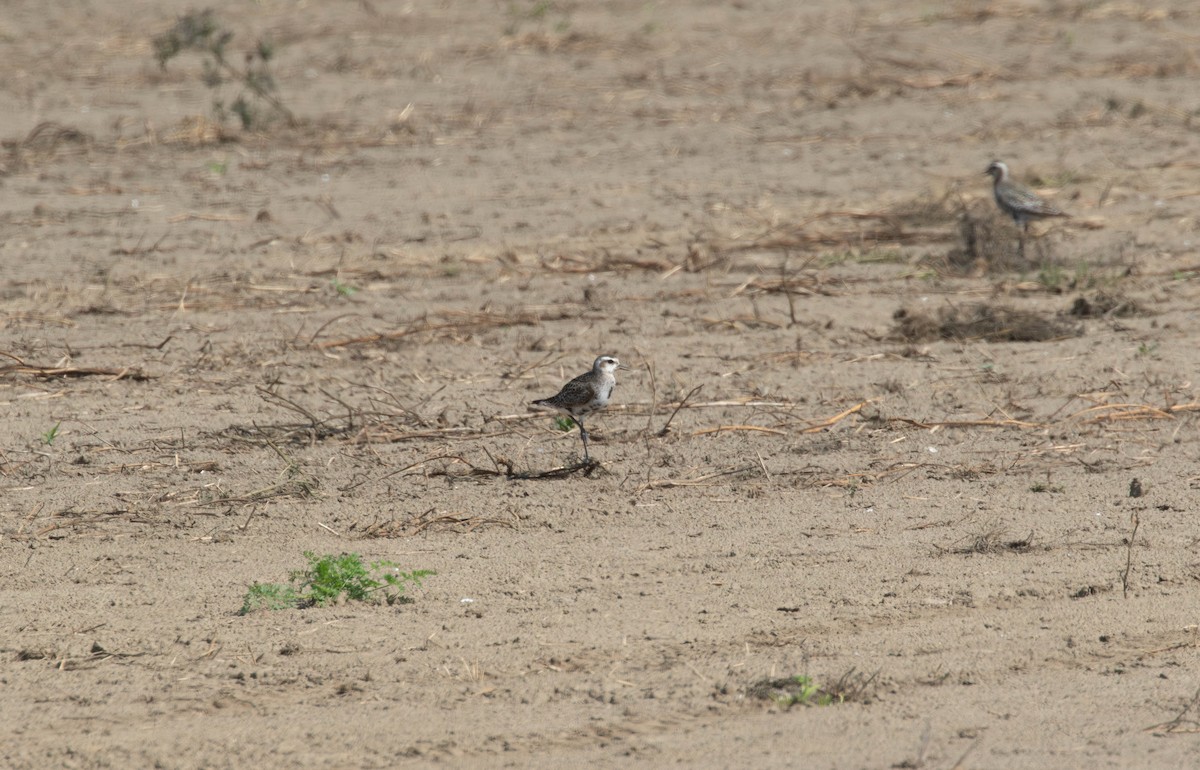 American Golden-Plover - ML608762039