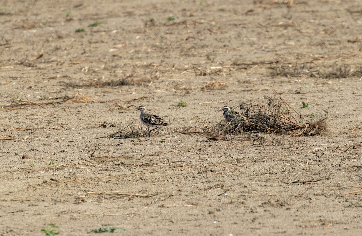 American Golden-Plover - ML608762040