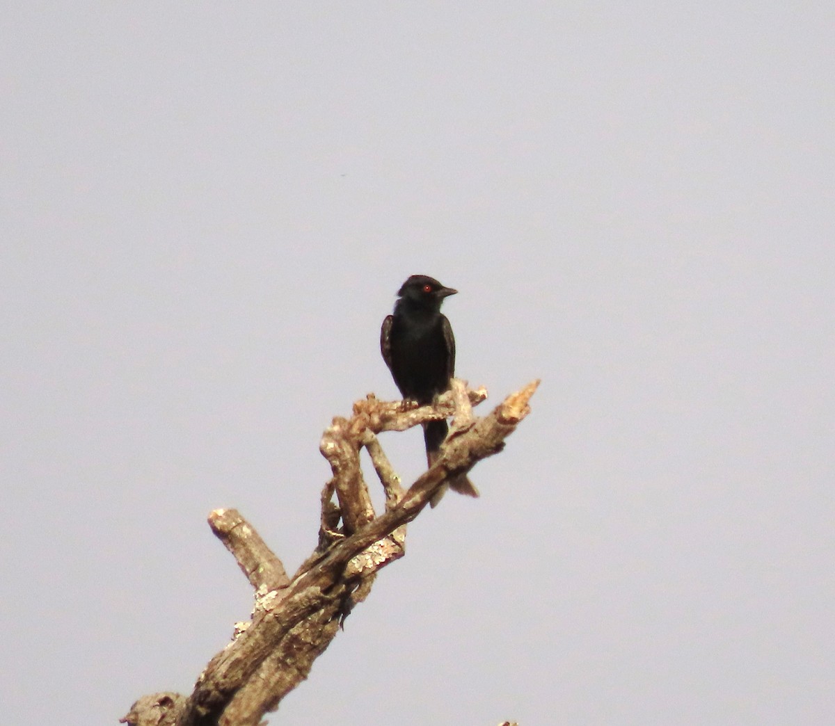 Fork-tailed Drongo - ML608762055