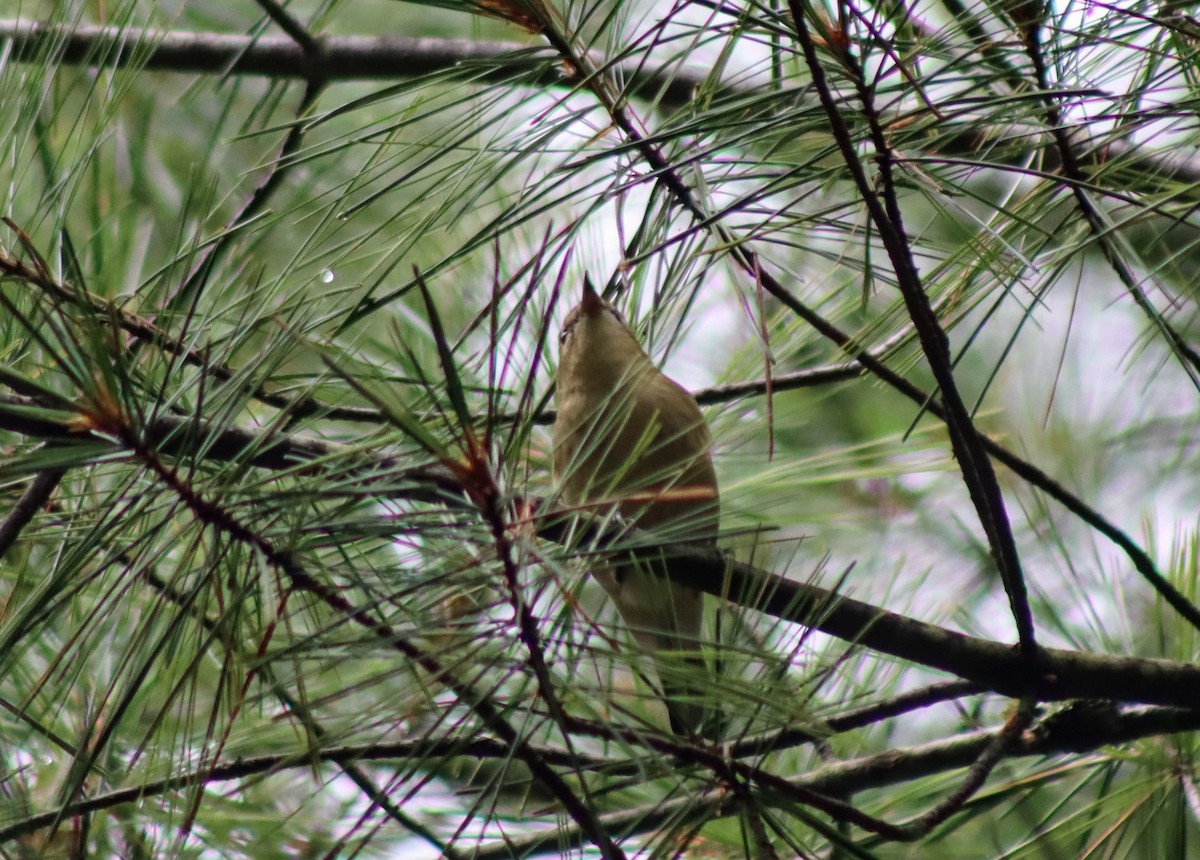 Paruline des pins - ML608762071